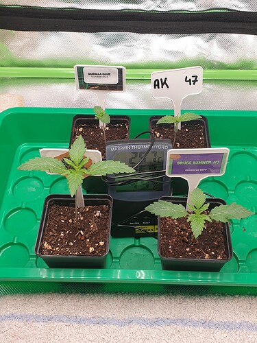 Growreport Bild 2