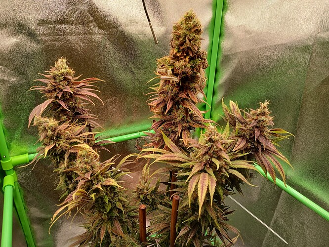 Growreport Bild 3