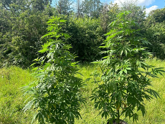 Growreport Bild 1