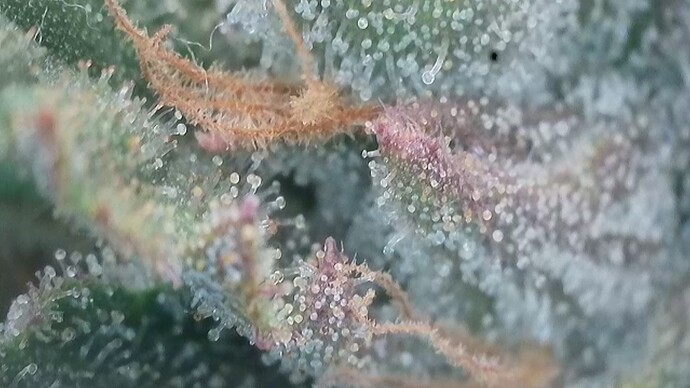 Growreport Bild 7