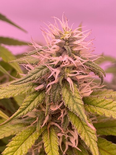 Growreport Bild 49