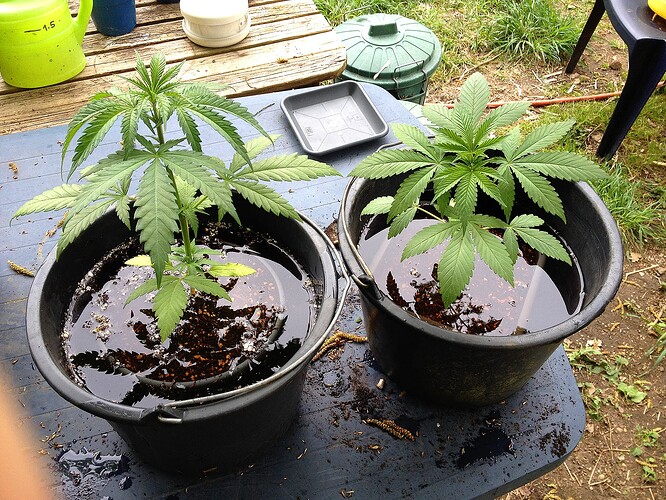 Zwei Cannabis-Pflanzen in schwarzen Eimern, die in Wasser getaucht werden, auf einem blauen Tisch im Freien.