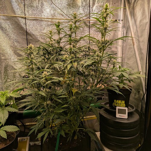 Growreport Bild 15