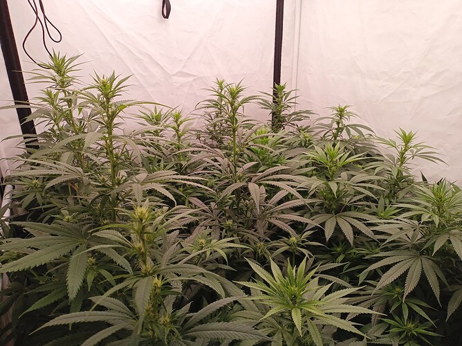 Growreport Bild 5