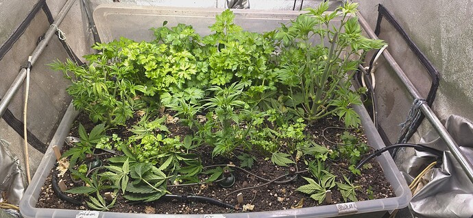 Growreport Bild 5