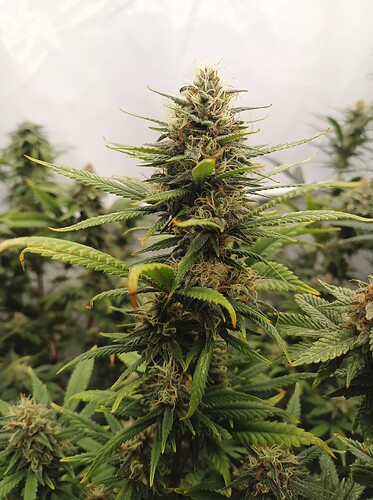 Growreport Bild 89