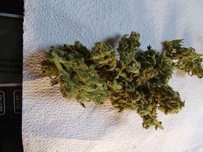 Growreport Bild 7