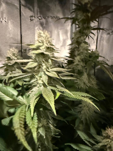 Growreport Bild 14
