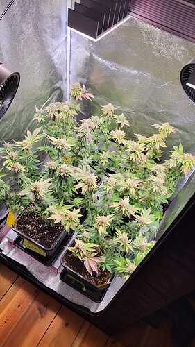 Growreport Bild 1