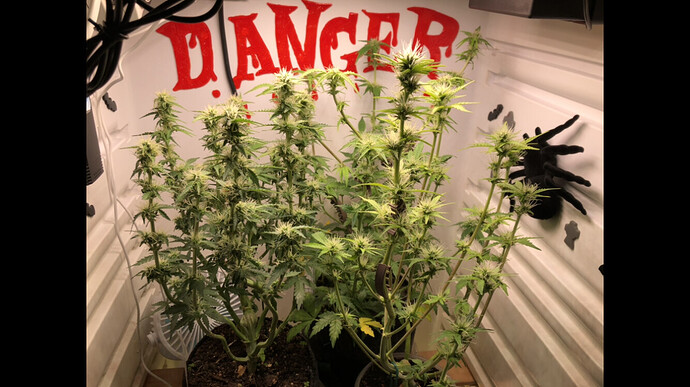 Growreport Bild 62