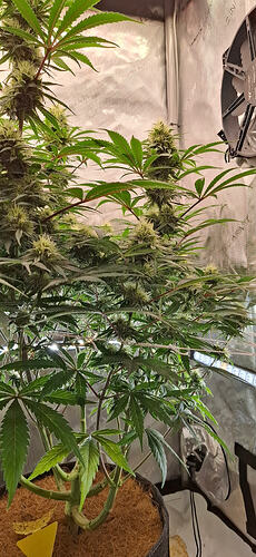 Growreport Bild 3