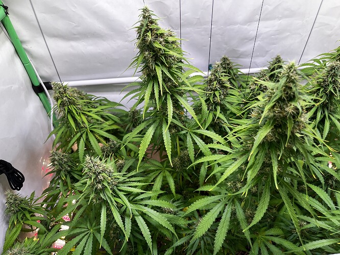 Growreport Bild 6