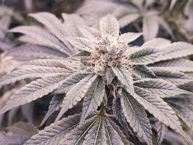 Growreport Bild 8