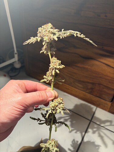 Threema_2026-03-28_10-00-41