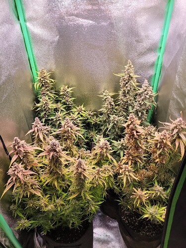 Growreport Bild 1