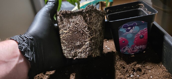 Growreport Bild 30