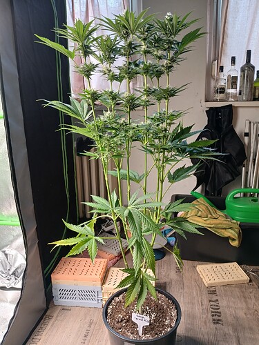 Growreport Bild 5