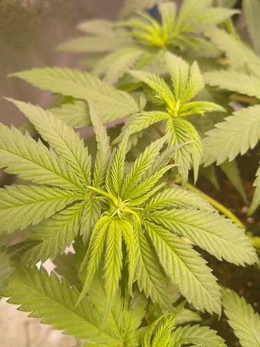 Growreport Bild 9