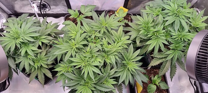 Growreport Bild 1