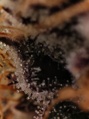 Growreport Bild 59