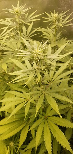 Growreport Bild 2