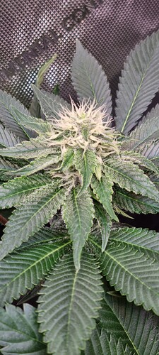 Growreport Bild 8