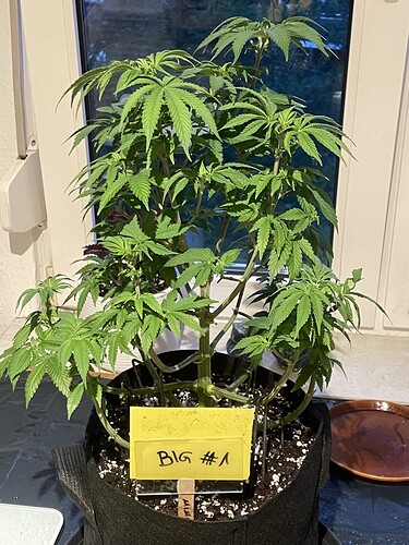 Growreport Bild 5