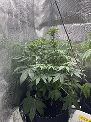 Growreport Bild 2