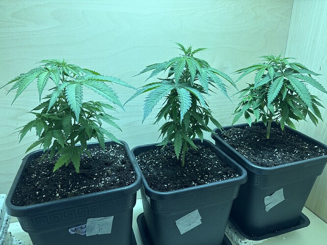 Growreport Bild 8