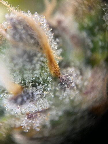 Headbud 12.01 Tag 77