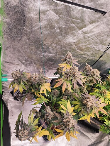 Growreport Bild 13