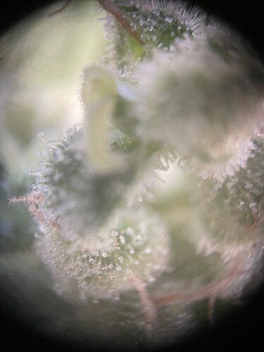 Growreport Bild 3