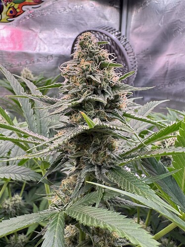 Growreport Bild 40
