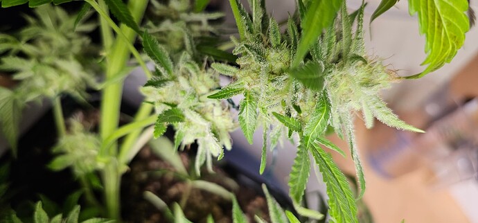 Growreport Bild 34