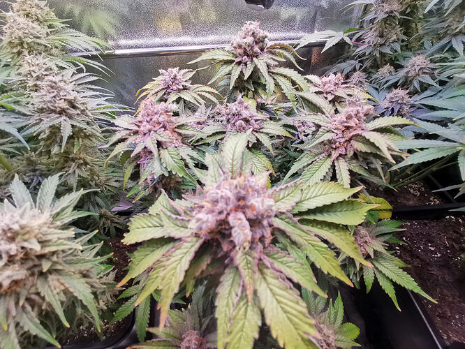 Growreport Bild 28
