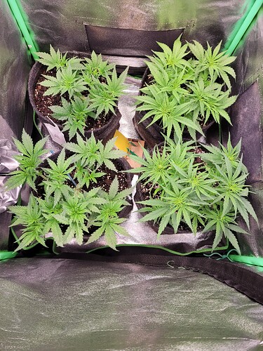 Growreport Bild 14