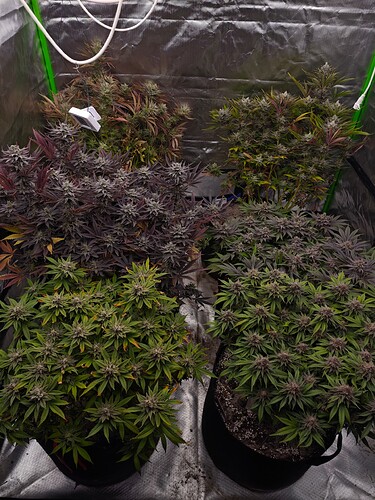 Growreport Bild 5