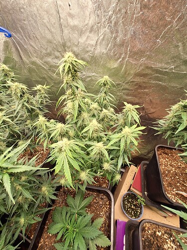 Growreport Bild 5