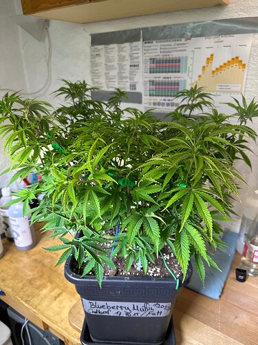 Growreport Bild 20