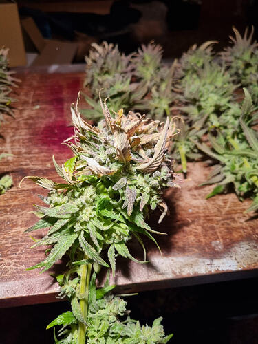 Mehrere geerntete Cannabis-Buds liegen auf einer Holzoberfläche, einige mit violetten und braunen Verfärbungen.