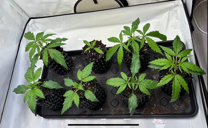 Growreport Bild 6