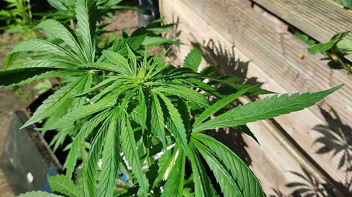 Screenshot 2024-06-20 174535