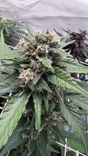 Growreport Bild 28