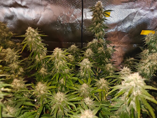 Growreport Bild 6