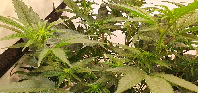 Growreport Bild 2