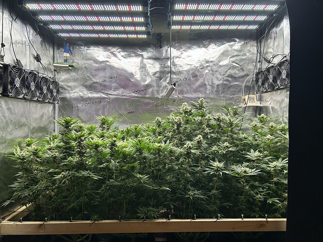 Einige Cannabis-Pflanzen in einem Zelt, die sich in der Blütephase befinden, mit mehreren LED-Leuchten und Lüftern.