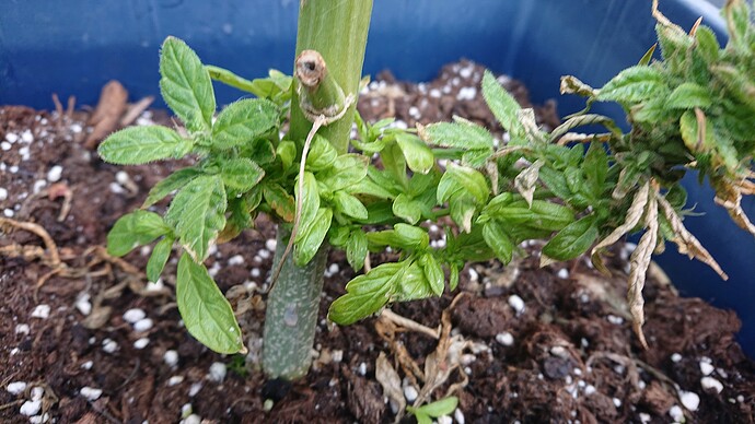 Growreport Bild 19