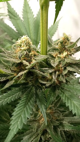 Growreport Bild 30