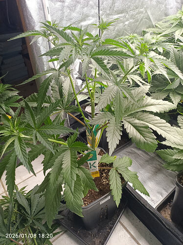 Growreport Bild 9
