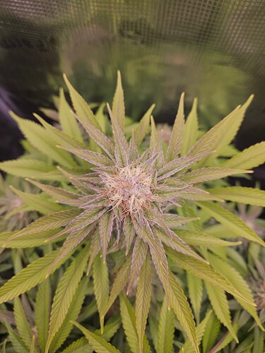 Growreport Bild 26